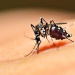 3 casos de  dengue em porto alegre
