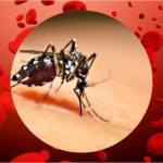 RS tem 237 casos confirmados de dengue em 2015