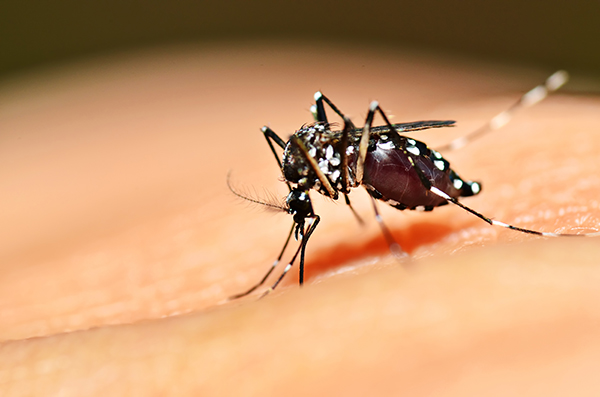 Casos de dengue chegam a 170 na Capital