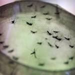 Número de pessoas com dengue em Porto Alegre chega a 62