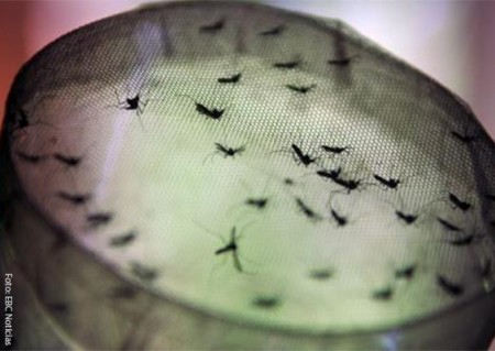 Número de pessoas com dengue em Porto Alegre chega a 62