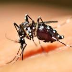 Sobe para 190 os casos de Dengue em Porto Alegre