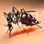 dengue