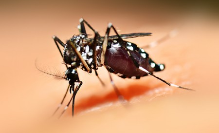 Dengue bate recorde na Capital
