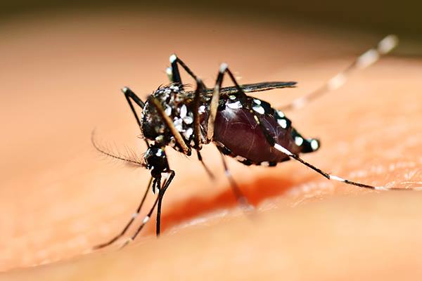 Porto Alegre ultrapassa os 200 casos de dengue
