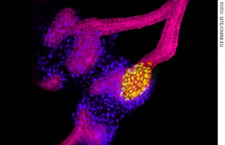 Mini-rim a partir de células-tronco