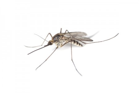 Dengue teve alta de 250% no Estado em 2013