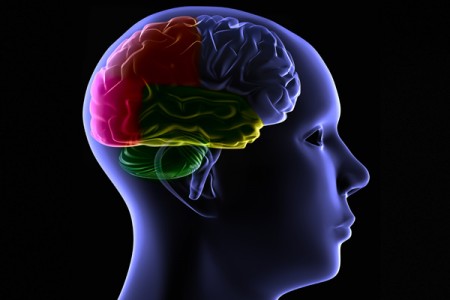 Estudo comprova a diferença na conexão de cérebros femininos e masculinos