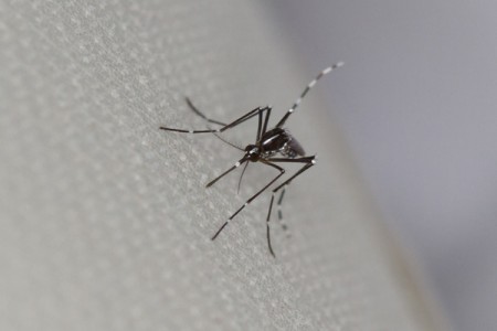 RS registra 1.154 casos de dengue em 2015