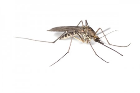 Primeiro caso de dengue