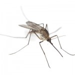 Biossensor detecta dengue em 20 minutos