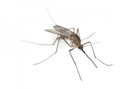 Biossensor detecta dengue em 20 minutos