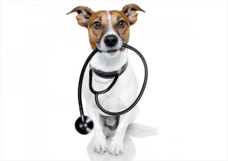 Olfato canino fareja câncer de próstata com 98% de precisão