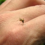 Chikungunya