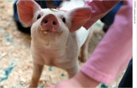 Uso de antibióticos em animais preocupa FDA