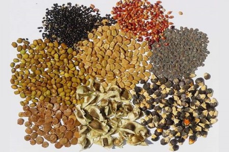 10 melhores sementes para uma alimentação saudável