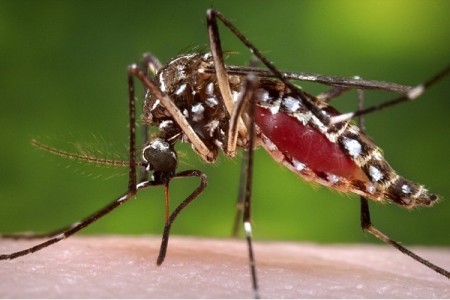Chikungunya