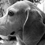 Visita de animais ajuda na recuperação de pacientes internados