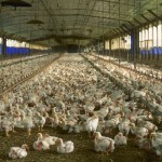 Maior produtora de frangos de corte nos Estados Unidos deixará de utilizar antibióticos