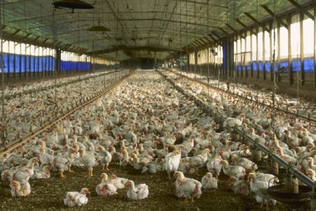 Maior produtora de frangos de corte nos Estados Unidos deixará de utilizar antibióticos