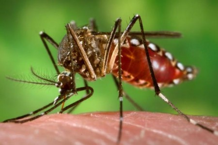 Mais dois casos importados de dengue em Porto Alegre