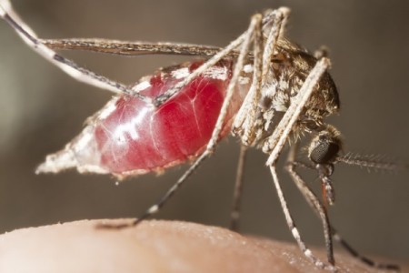 RS supera os mil casos confirmados de dengue em 2015