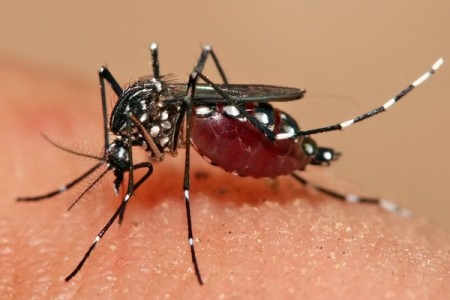 Dengue na Capital triplica em 2015