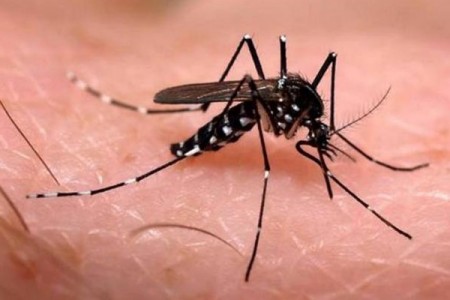 Dengue se mantém em queda no Rio Grande do Sul