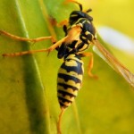 Estudo desvenda como veneno de vespa de origem brasileira mata célula de câncer