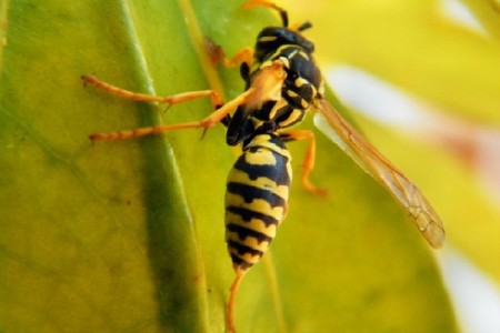 Estudo desvenda como veneno de vespa de origem brasileira mata célula de câncer