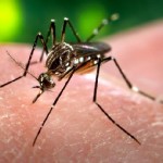 Telefone celular pode colaborar para evitar a proliferação da dengue