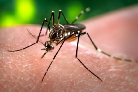 Telefone celular pode colaborar para evitar a proliferação da dengue