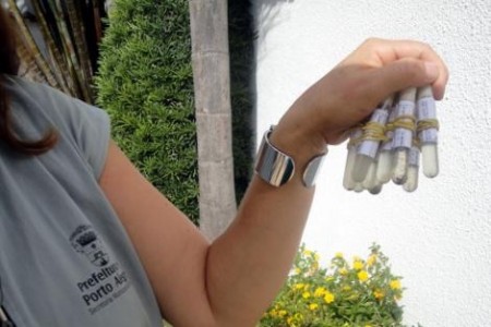 Porto Alegre inicia levantamento de índice de Aedes aegypti