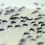 Teste único para dengue, zika e chikungunya é anunciado