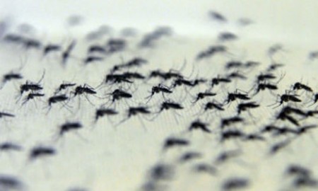 Teste único para dengue, zika e chikungunya é anunciado