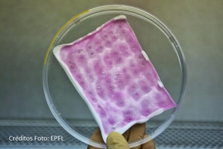 Bandagens de colágeno animal e células progenitoras tratam queimaduras e bactérias