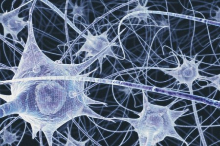 Investigadores identificam mecanismo que promove a comunicação entre os neurônios