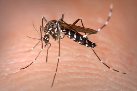 Rio Grande do Sul registra 11 casos de zika vírus
