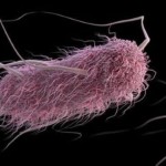 Projeto vai investir US$ 350 milhões em startups de biotecnologia para enfrentar as superbactérias