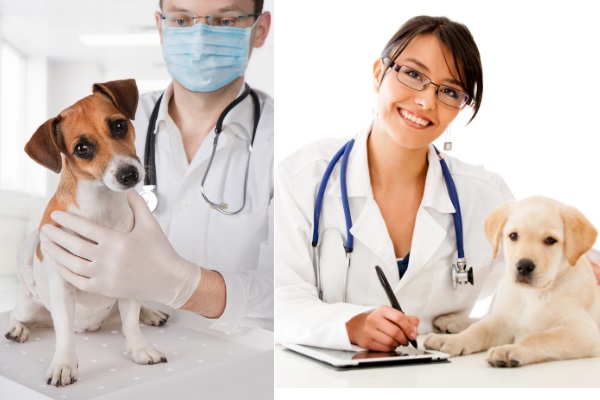 Novidades na pesquisa do câncer em cães também podem ajudar os humanos