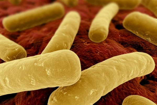 A difícil luta contra as bactérias resistentes