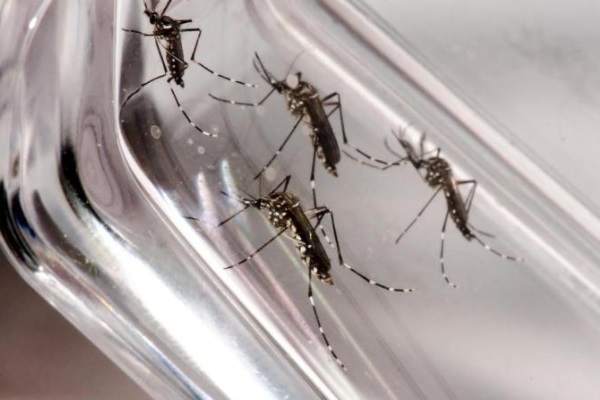 Confirmado caso de chikungunya contraído no Rio Grande do Sul