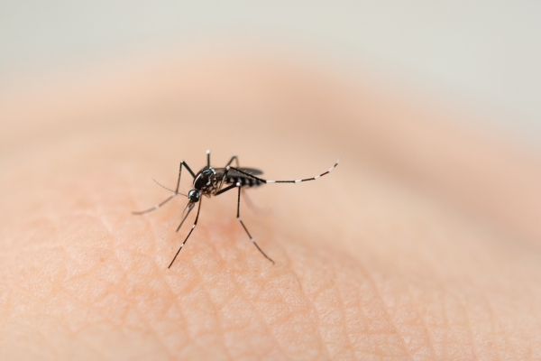 Em uma semana, cresce 21% o número de exames de dengue realizados na rede privada, segundo Abramed